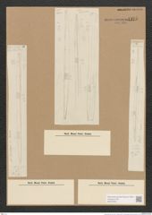 Diatomeae indet. (de-Toni-Nr.: Species 2095 ?) Zeichnungen Sammlung Grunow Nr. 4375 (NHMW-BOT-W0372553)